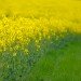 Oil Seed Rape 160510_2